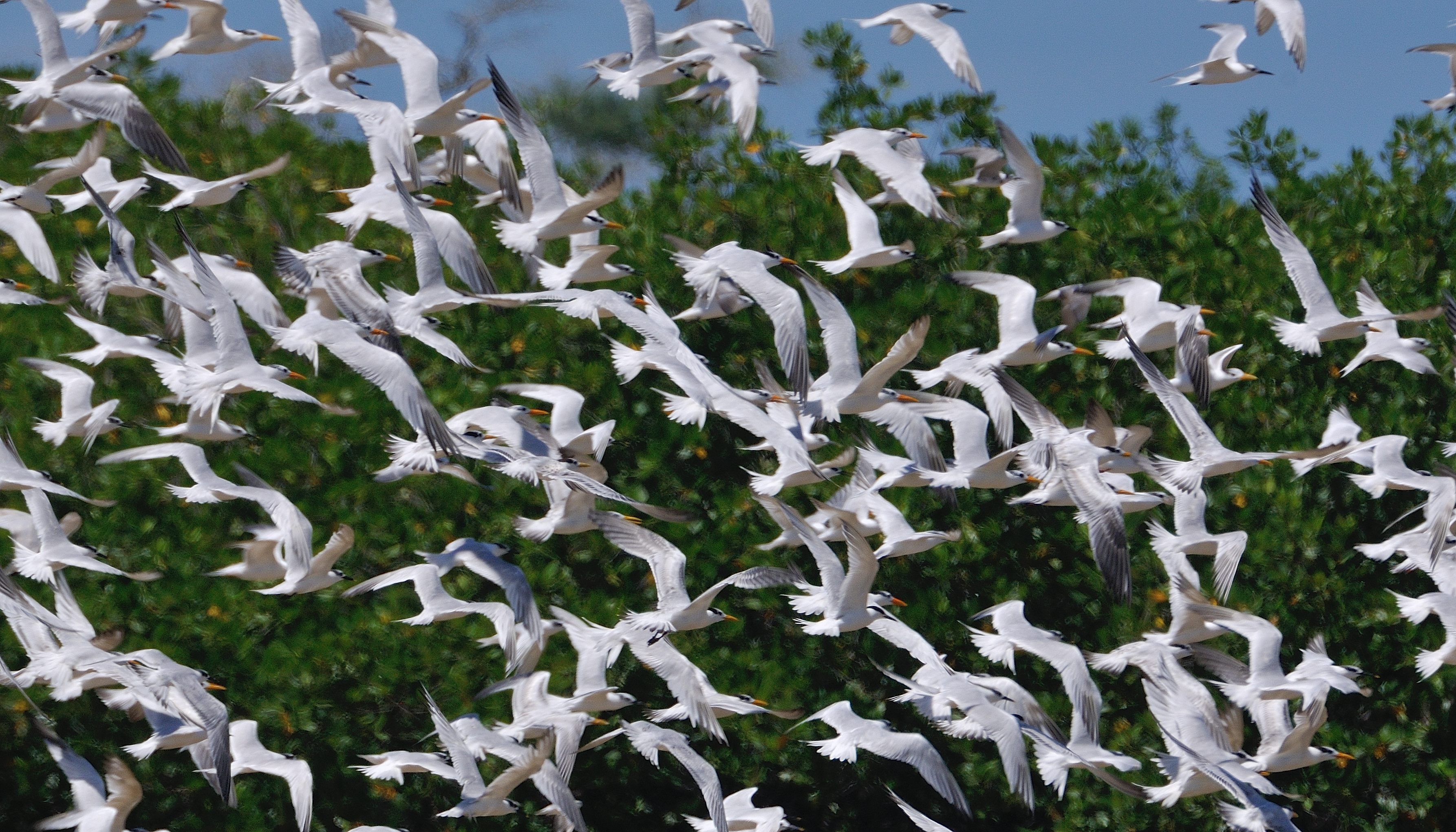 Envol de sternes royales (Royal Tern, Thalasseus maximus), Caugek (Sandwich tern, Thalasseus scandvicensis) et naines (Little tern, Sternula Albifrons) en plumage internuptial, Réserve Naturelle d'Intérêt Communautaire de La Somone, Sénégal.